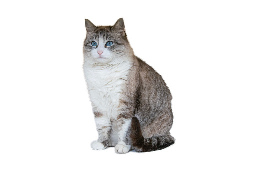 Beautiful cat with blue eyes isolated on white background. Portrait of a gray fluffy domestic cat for the cover of a grooming studio, cosmetics for animals.
