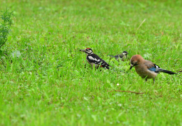 Greatwoodpecker looking for food in the grass together with eurasian jay stock photo