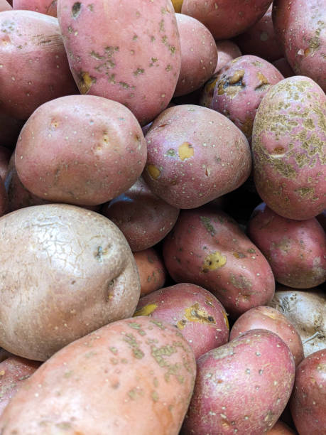 istock Background of red or pink potatoes top view. 1816797338