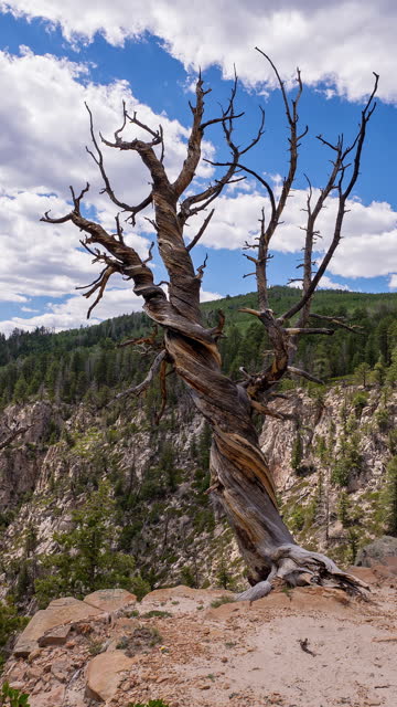 Timelapse looking past dead pine tree on the edge of Hells Backbone