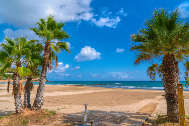 istock Palm trees Benicassim beach Spain 1816807310