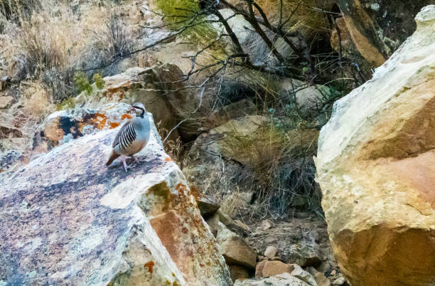 Chukar partridge, desert gamebird on a large rock.