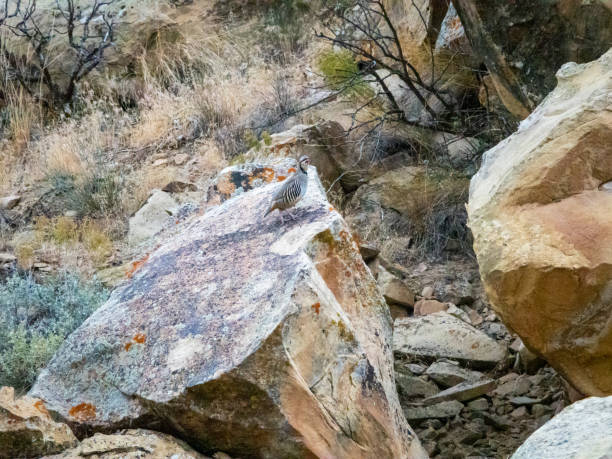 istock Chukar partridge, desert gamebird on a large rock. 1816810077