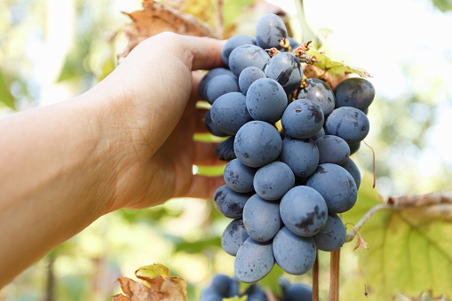 Harvesting blue grape by the woman