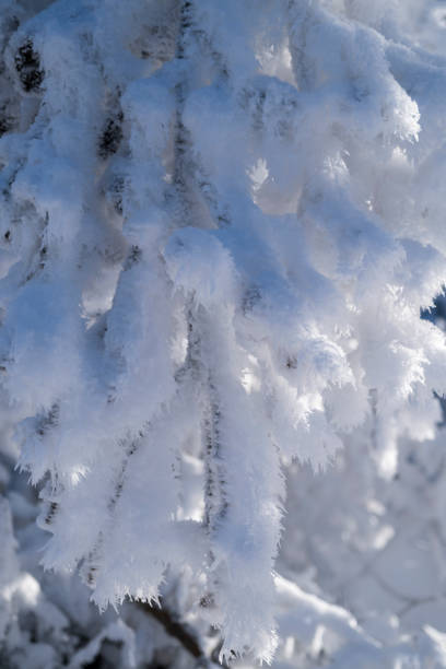 istock Winter in the Taunus 1816813449