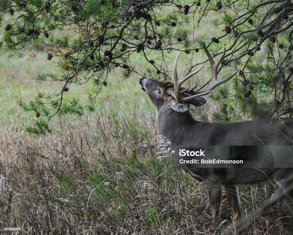 Buck dégustant sur Pine plots - Photo de Animal mâle libre de droits