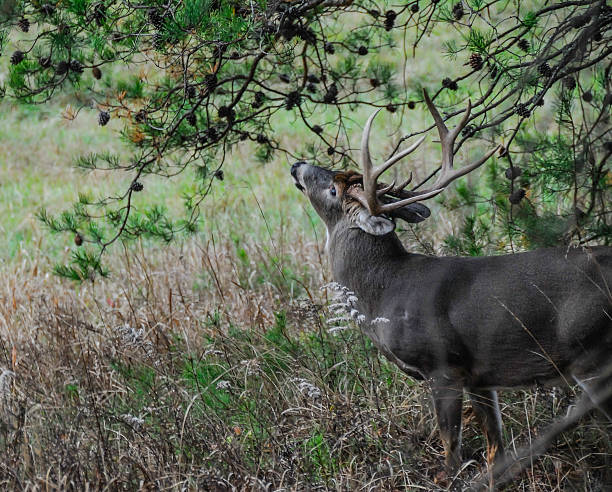 istock Buck Nibbling On Pine Cones 181681600