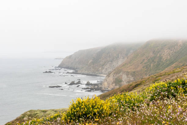 Godrays pierce through the thick fog at Point Reyes during golden hour. A deer is crossing the street, providing almost a mystical experience for the viewer.