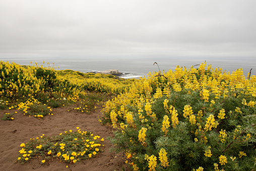 Seascape view from the Tomales Point Trail in Point Reyes National Seashore, Marin County, California, USA,  on a cloudy day at low tide, featuring lupinus and the tufted poppy, yellow flowers