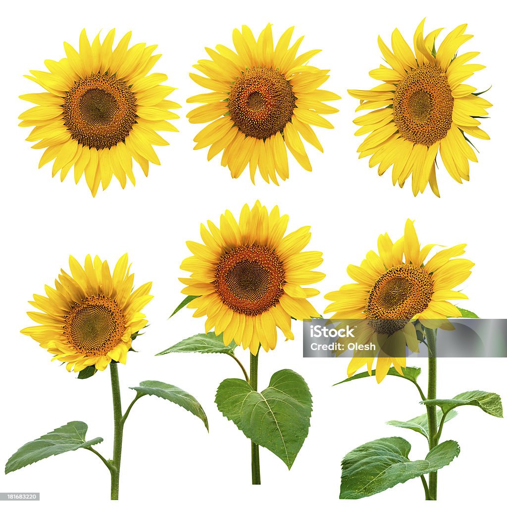 Kolekcja Sunflowers - Zbiór zdjęć royalty-free (Słonecznik)