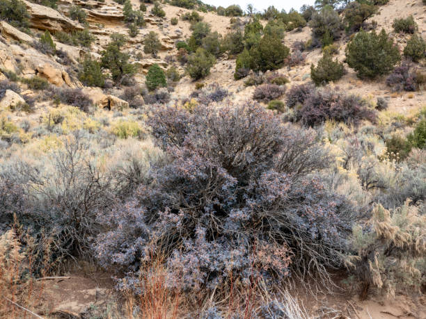 istock Desert canyon with a holly like shrub in the foreground. 1816833985