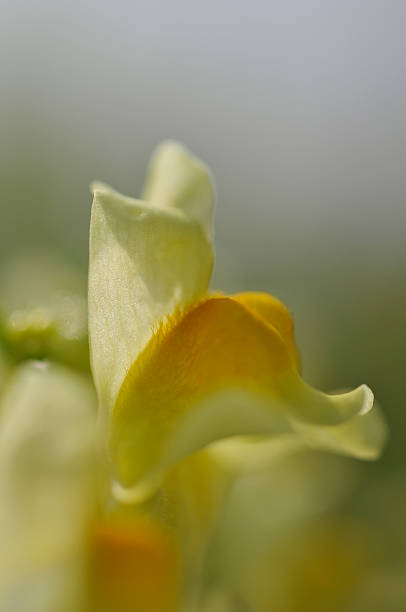istock flower of toadflax in close up 181683556