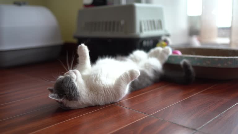 Pet cat rolling around at home