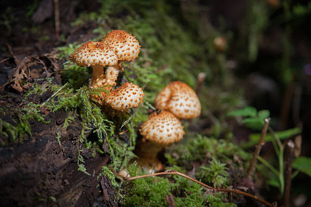 istock Wild mushrooms Armillaria macro 181683640