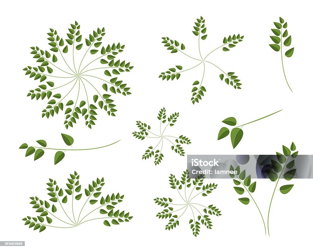 Set di natura foglie su sfondo bianco - Illustrazione stock royalty-free di Albero