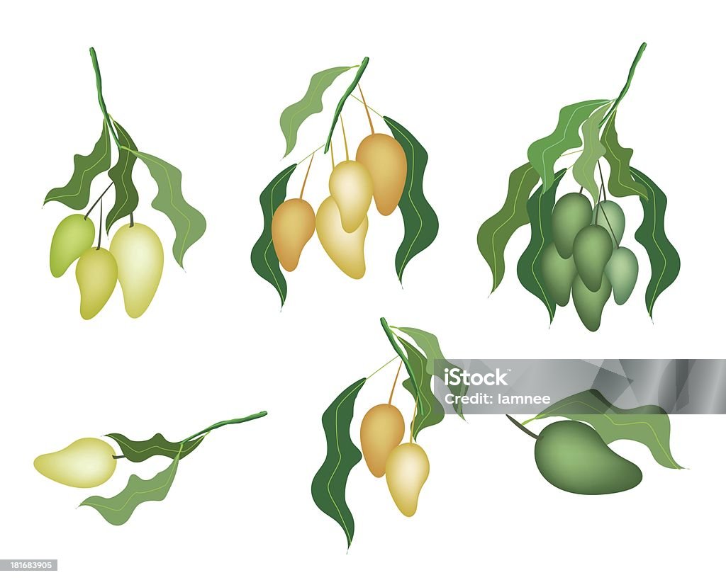 Набор из манго фрукты на белом фоне - Стоковые иллюстрации Вегетарианское питание роялти-фри