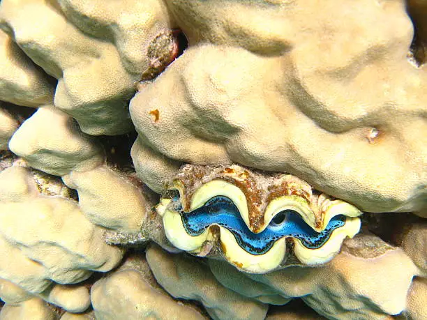 In egypt came across incredible open blue clam on beige rock coral backround-just perfect