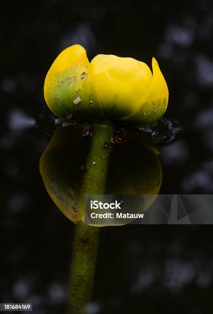 Acqua Giallagiglio - Fotografie stock e altre immagini di Acqua - Acqua, Ambientazione esterna, Composizione verticale