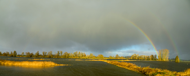 Rainbow during an autumn rain shower over the river IJssel near Zwolle in Overijssel, Netherlands. The reed and trees in the foreground are brightly lit while the sky in the background is dark.