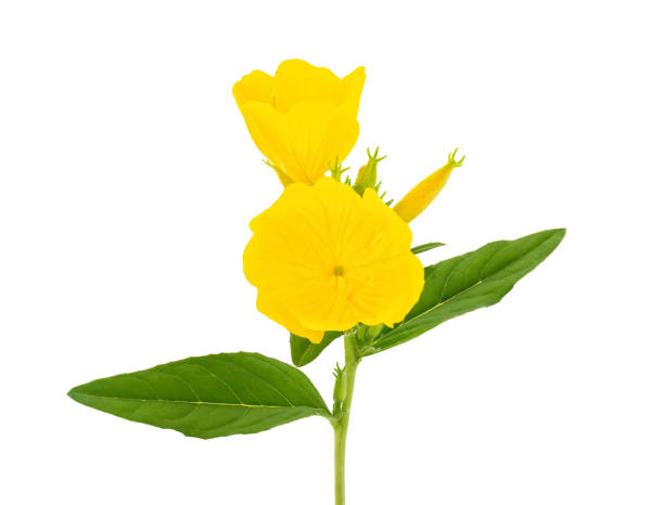 istock Common evening-primrose isolated on white background, Oenothera biennis 1816851561