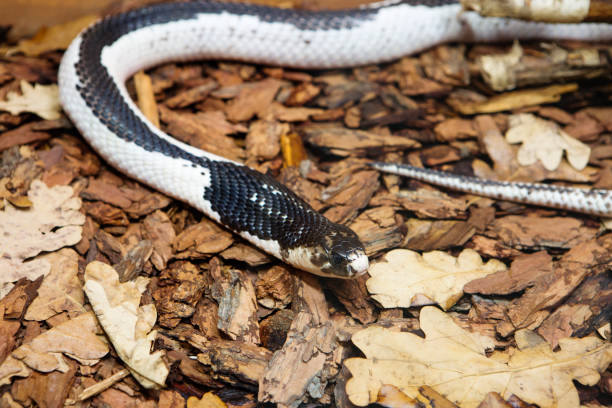 istock Indo-Chinese Spitting Cobra snake. 1816852231