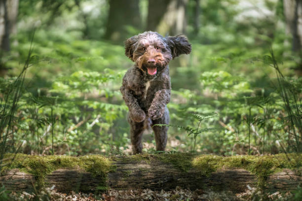 istock Brown Sprockapoo dog - Springer Cocker Poodle cross - jumping a fallen tree in the forest 1816852779