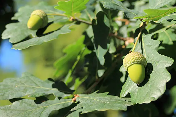 close up of an acorn on an oak in summer