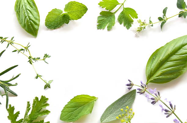herbal leaves on white background stock photo