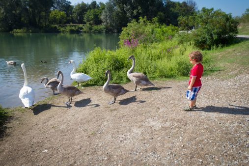 Toddler feeding a group of swans at river
