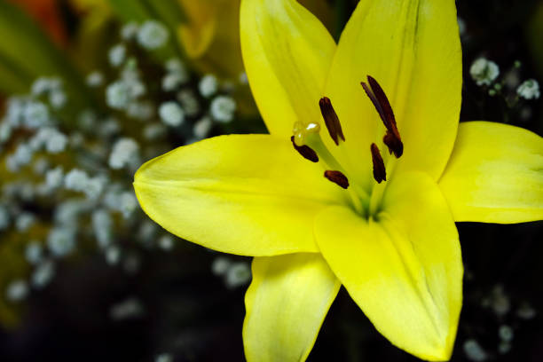 Most Beautiful flower blossoming in the spring garden, A frame with soft selective focus.