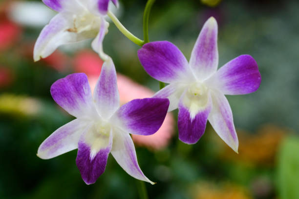 istock Most Beautiful flower blossoming in the spring garden, A frame with soft selective focus. 1816860489