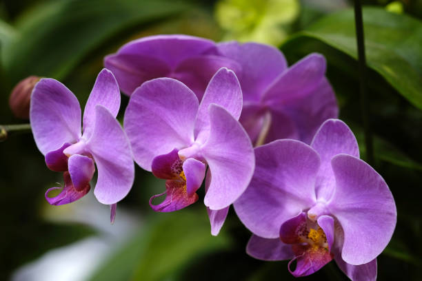 istock Most Beautiful flower blossoming in the spring garden, A frame with soft selective focus. 1816860490