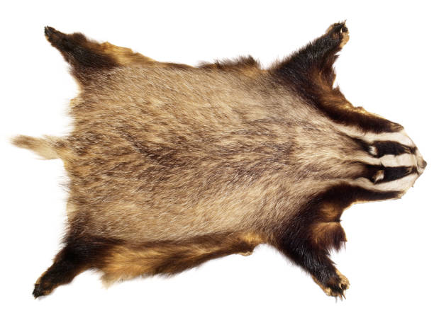 istock Hunting Trophy Fur - Badger isolated on white Background 1816861602
