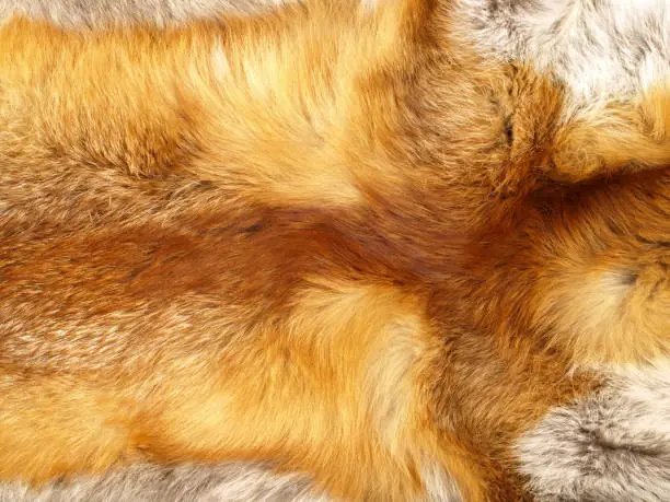 Fox Fur Background