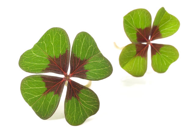 istock Shamrock Leaves isolated on white Background 1816864410