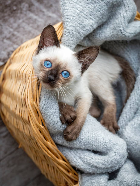 istock Cute siamese cat, pet animal kitten 1816870012