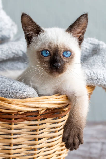 istock Cute siamese cat, pet animal kitten 1816870559