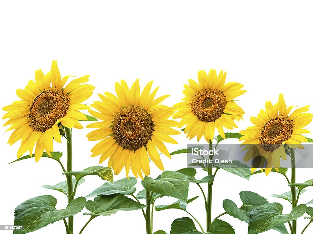 Kolekcja Sunflowers - Zbiór zdjęć royalty-free (Bez ludzi)