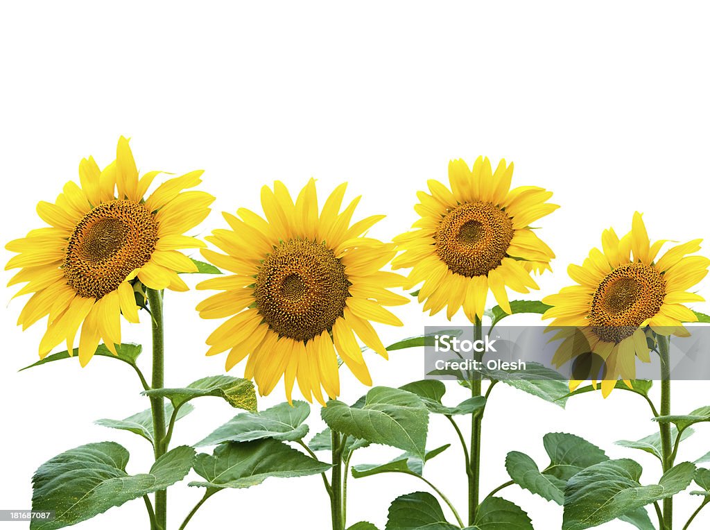 Sunflowers colecção - Royalty-free Amarelo Foto de stock