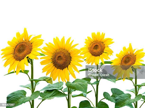 Sunflowers Colecção - Fotografias de stock e mais imagens de Amarelo - Amarelo, Ao Ar Livre, Beleza natural