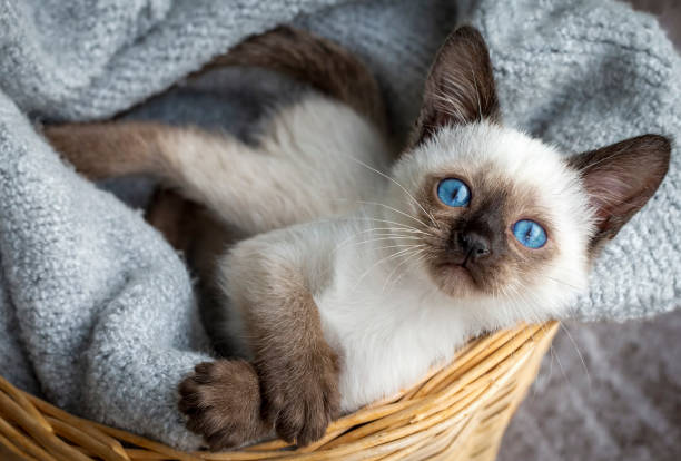 Cute siamese cat, pet animal kitten