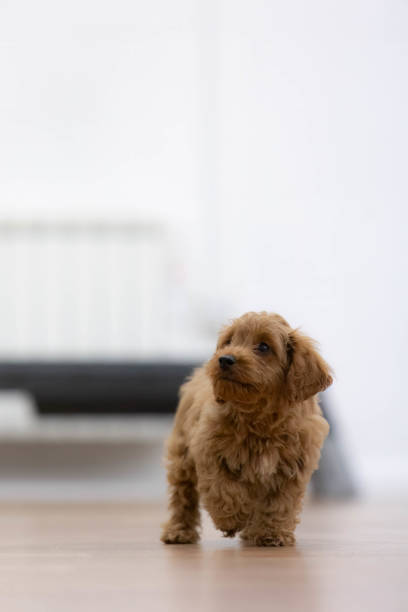 A cute brown puppy running around and standing in a white room during a puppy yoga session