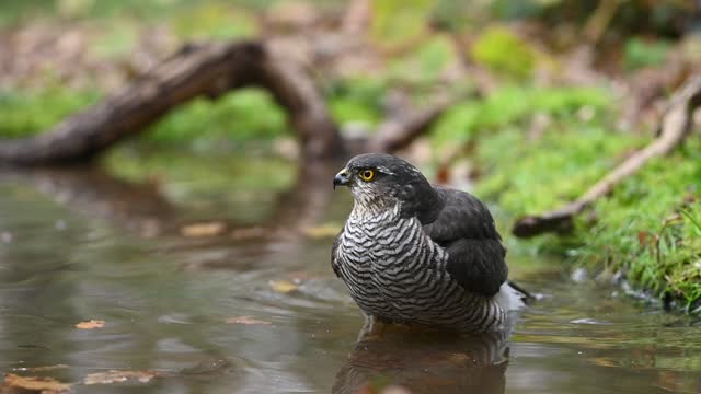 Female sparrowhawk bathing