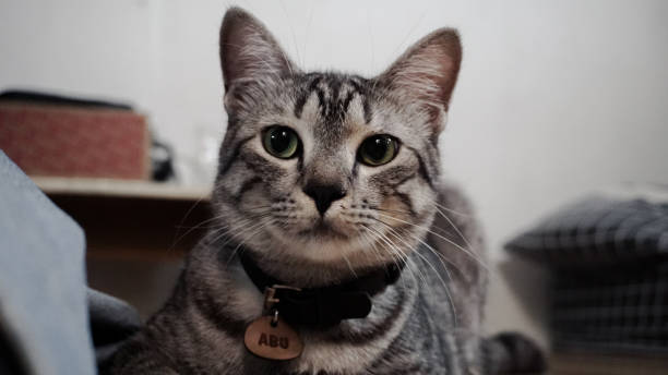 istock Portrait of a cute gray cat 1816883169