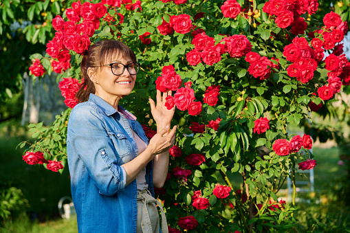 Woman enjoying a blooming rose bush in her backyard. Female touching flowers, sunny summer evening, beauty of nature concept