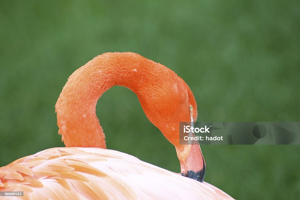 flamingo (Phoenicopterus ruber) - Foto de stock de Animal royalty-free