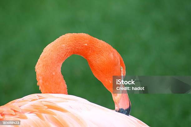 Foto de Flamingo e mais fotos de stock de Animal - Animal, Ave Aquática, Ave de água doce