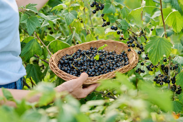 istock Harvesting black currants, woman's hands picking ripe berries from bush 1816884253