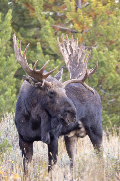 istock Bull Moose in Autumn in Wyoming 1816884783