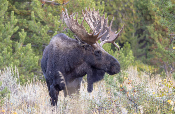 istock Bull Moose in Autumn in Wyoming 1816884794